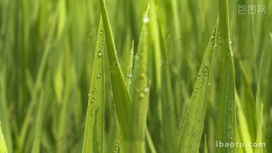 清晨水稻上的露珠插秧小草